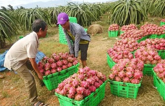 Cẩn trọng khi giao dịch xuất khẩu sang Trung Quốc