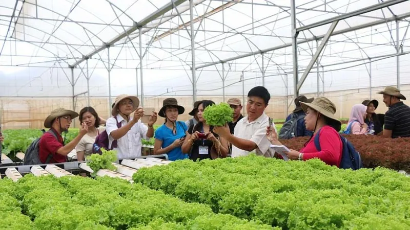 Tham quan các mô hình trồng rau công nghệ cao 