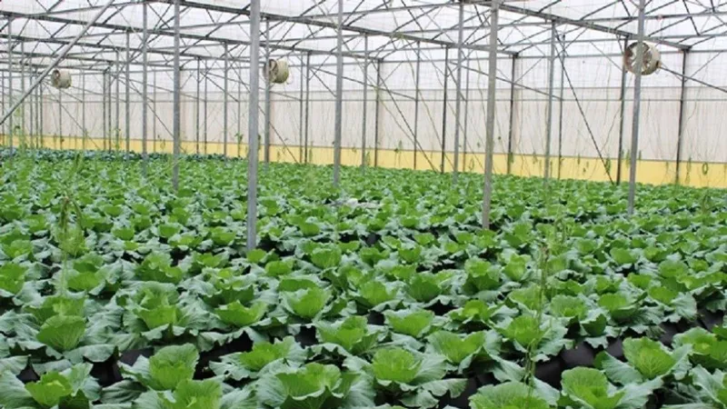 46,8% diện tích gieo trồng rau đạt VietGAP