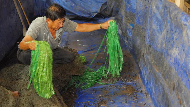 Nuôi lươn mang lại giá trị cao 