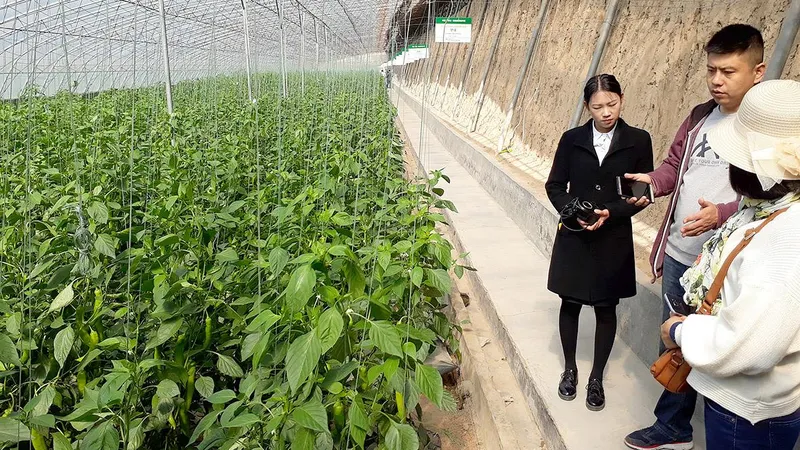 Thận trọng với tour học tập nông nghiệp nước ngoài