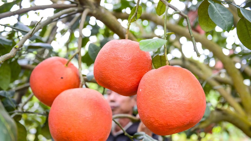 Royal-tribute Luan Van red pomelos enter peak season ahead of Lunar New Year. (Photo: SGGP)