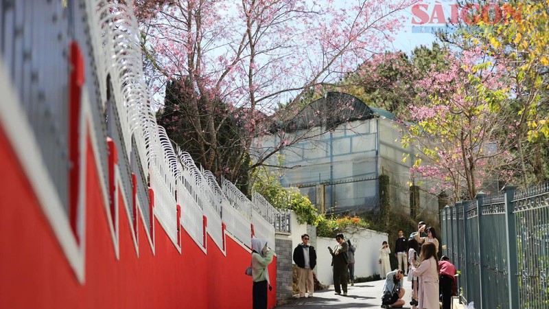 Tourists walk beneath canopies of cherry blossoms in full bloom. (Photo: SGGP)