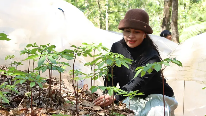 During the period when Ngoc Linh ginseng produces leaves and flowers, it is more vulnerable to damage and therefore requires careful protection. (Photo: SGGP)