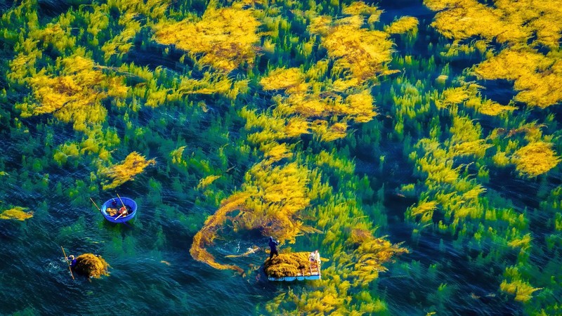 Fishermen earn their livelihoods on the shimmering golden brown algae fields off the coast of Chau Tan, Dong Son Commune, Quang Ngai.
