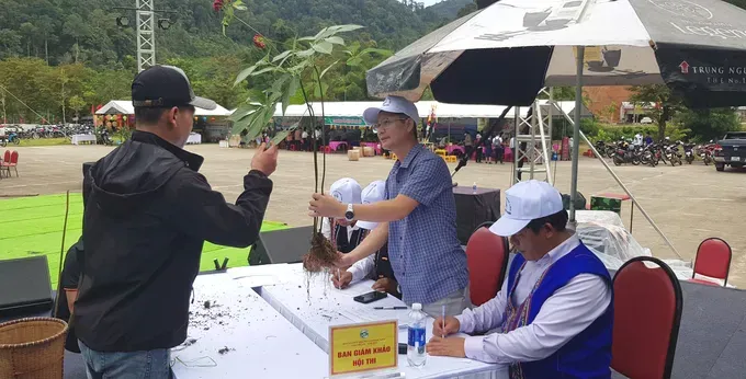 Residents bring their Ngoc Linh ginseng plants to the 2025 Ngoc Linh Ginseng Competition.