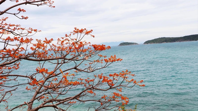 Scarlet sterculia in full bloom on Cu Lao Cham Island