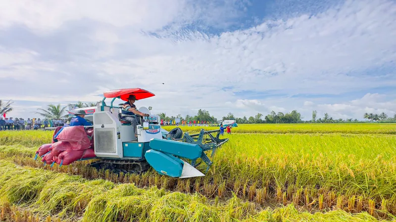 Thu hoạch lúa tại mô hình thí điểm Đề án 1 triệu ha chuyên canh lúa chất lượng cao và phát thải thấp ở Sóc Trăng