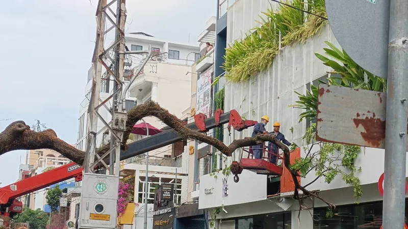 Trường học tại TPHCM thực hiện tổng rà soát cây xanh trong khuôn viên trường học