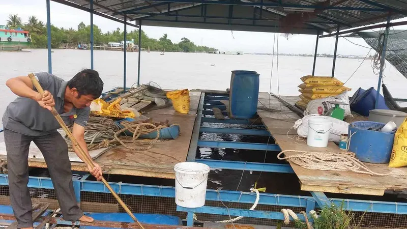 Nhiều bè cá trên sông Tiền chết chưa rõ nguyên nhân
