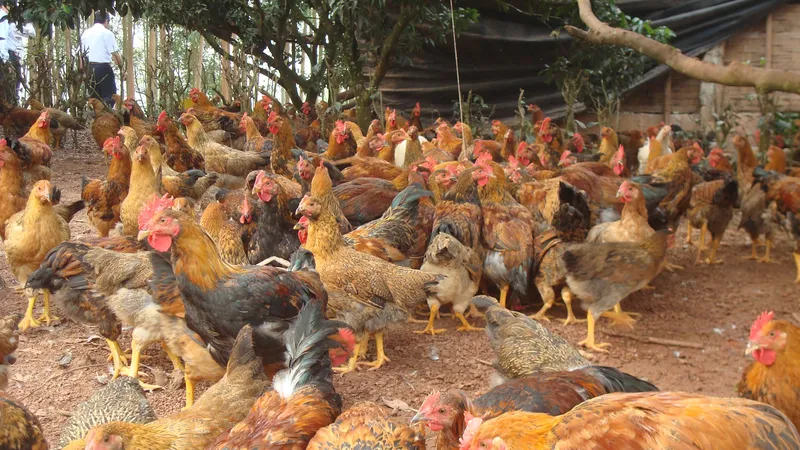 Cúm gia cầm H5N6 là một bệnh truyền nhiễm nguy hiểm, bệnh có tốc độ lây lan rất nhanh