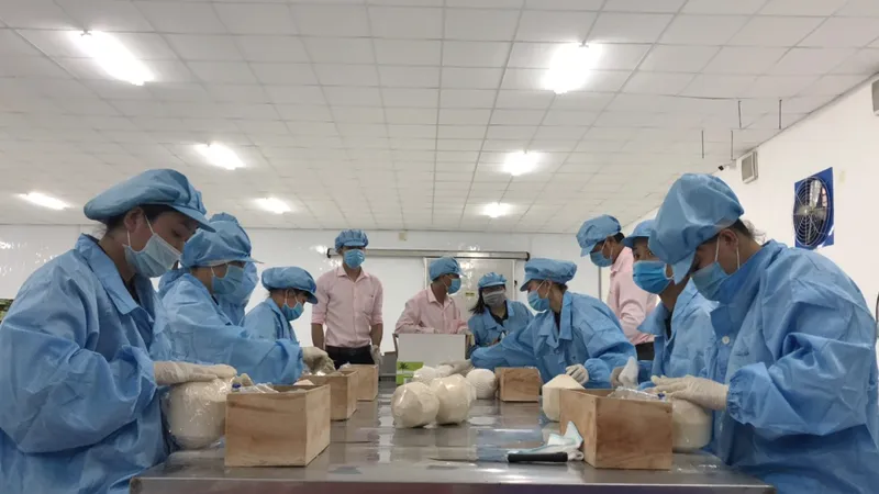 Xuất khẩu lô hàng trái cây đầu tiên sang châu Âu theo Hiệp định EVFTA