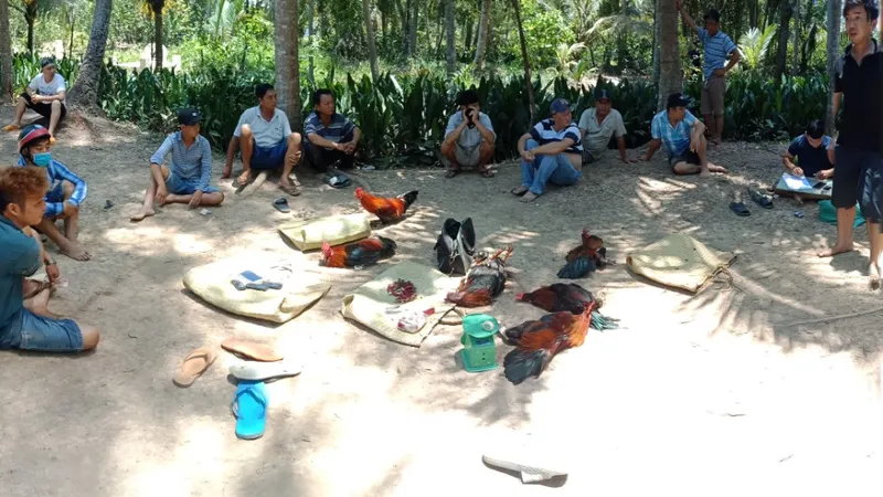 Bắt quả tang 12 đối tượng đá gà ăn thua bằng tiền