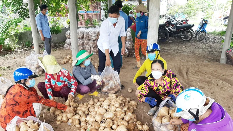 Bến Tre hỗ trợ tiêu thụ khoảng 200 tấn củ sắn cho bà con Thạnh Phú