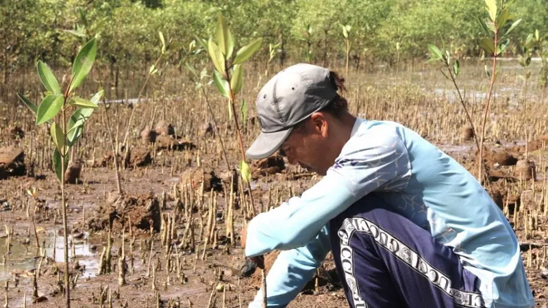Trà Vinh trồng 2,1 triệu cây xanh