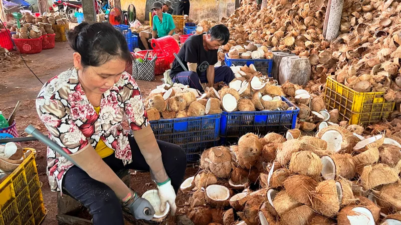 Bến Tre: Hỗ trợ hợp tác xã phát triển nhanh, mạnh và bền vững