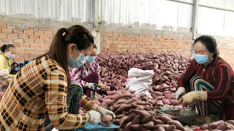 Vĩnh Long tập huấn xuất khẩu khoai lang chính ngạch