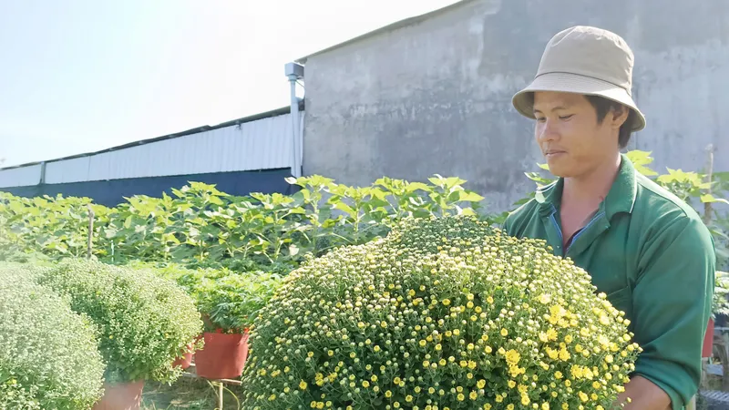 Những chậu cúc mâm xôi “khổng lồ” của ông Đức