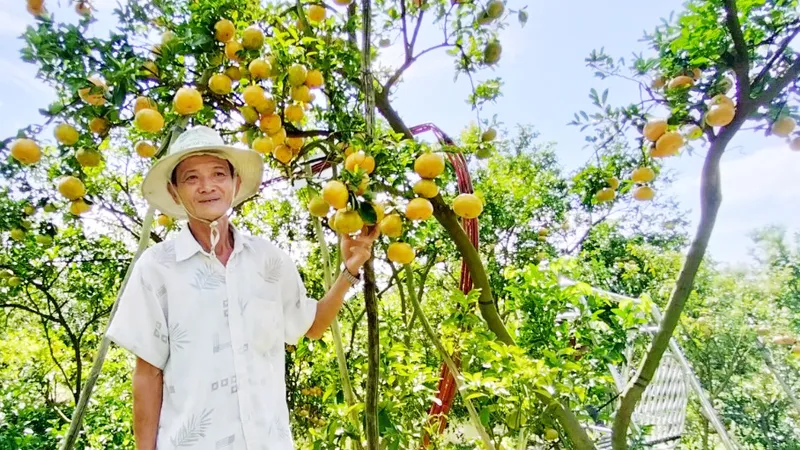 Giá quýt hồng giảm, nông dân cải tạo vườn, chuẩn bị cho vụ mùa cuối năm 2023