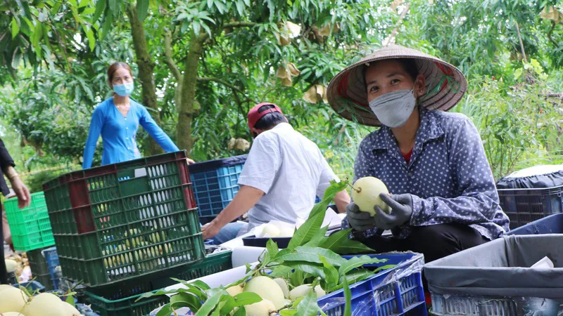 Lễ hội Xoài Đồng Tháp năm 2023