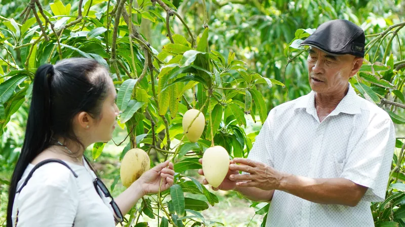 Đồng Tháp có hơn 8.200ha xoài đăng ký mã số vùng trồng, với 296 mã số