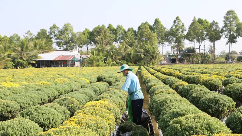 Giá trị sản xuất hoa kiểng tại TP Sa Đéc đạt hơn 3.000 tỷ đồng