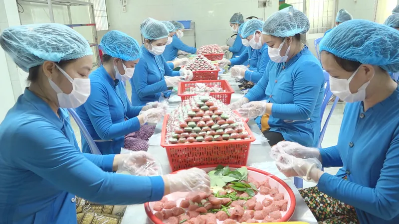 Nghề làm nem Lai Vung được đưa vào Danh sách di sản văn hoá phi vật thể quốc gia.