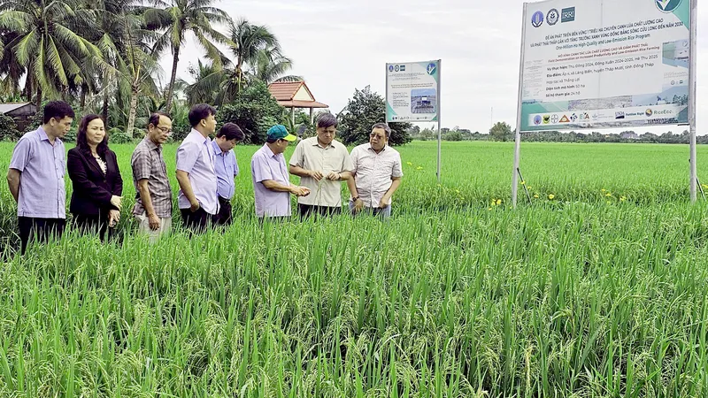 Mô hình thí điểm 50ha tại xã Láng Biển, huyện Tháp Mười đã mang lại hiệu quả đáng mừng cho nông dân