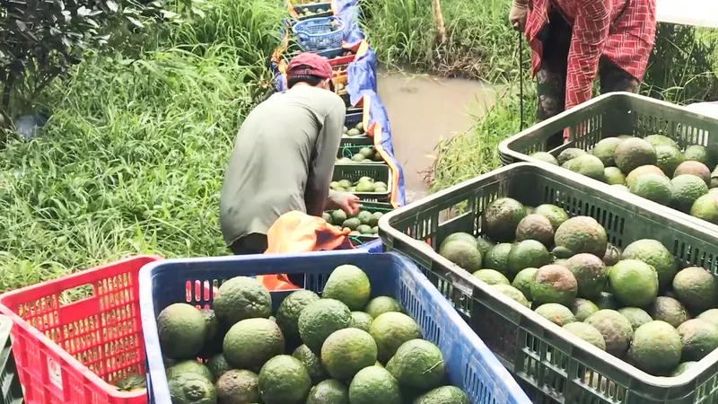Giá cam sành tại Trà Vinh chỉ còn 2.000 đồng mỗi ký, nông dân gặp nhiều khó khăn