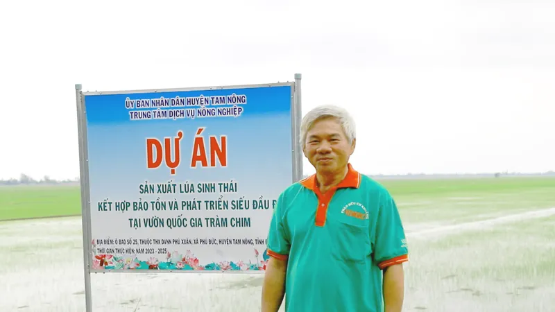Nông dân trên địa bàn huyện Tam Nông sản xuất lúa sinh thái kết hợp bảo tồn và phát triển sếu đầu đỏ
