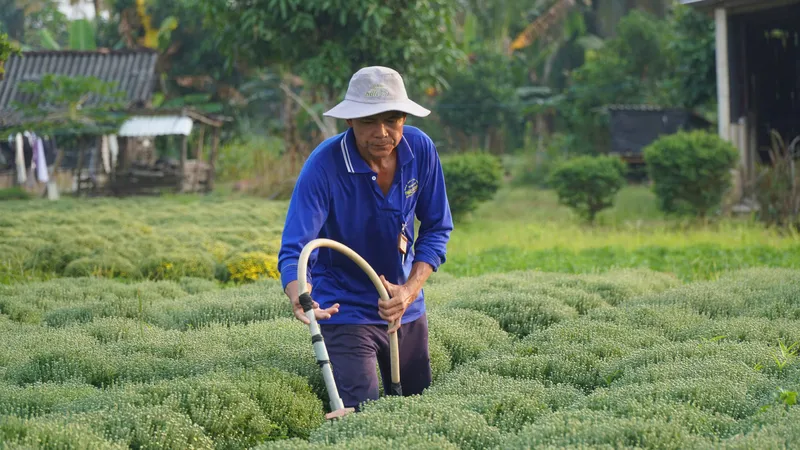 Vĩnh Long: Chuẩn bị hơn 2,5 triệu sản phẩm hoa kiểng phục vụ tết