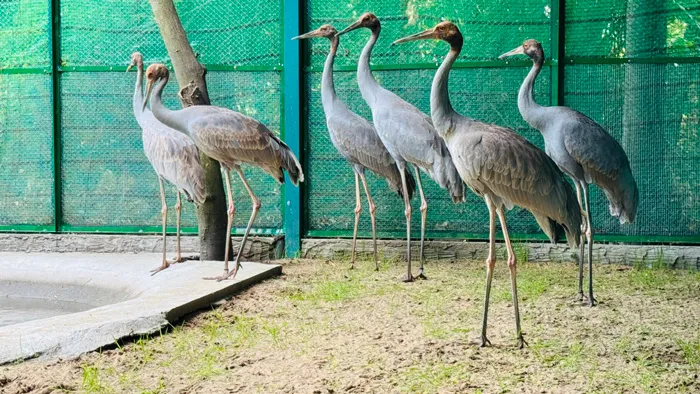 6 cá thể sếu được vận chuyển về bằng đường hàng không từ Thái Lan