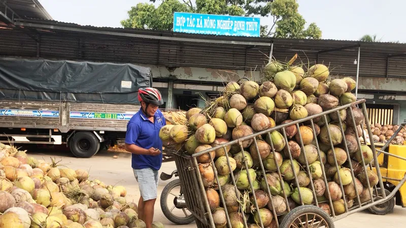 Vĩnh Long lựa chọn 15 HTX tiêu biểu để đầu tư trọng tâm nhằm nâng cao chất lượng, hiệu quả hoạt động của kinh tế tập thể theo hướng bền vững. Ảnh: TÍN HUY