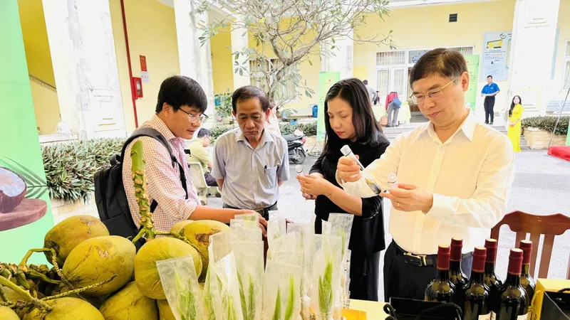 Dừa sáp được nhân giống bằng cách ươm từ trái không sáp theo cách truyền thống và nuôi cấy phôi hữu tính từ trái dừa sáp