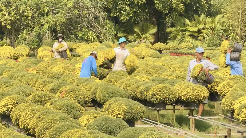 Cúc mâm xôi nở sớm khiến nhiều nhà vườn lao đao