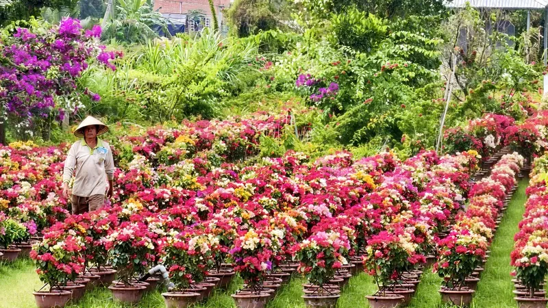 Chợ Lách phấn đấu mỗi năm cung ứng 5 triệu sản phẩm hoa kiểng. Ảnh: TÍN HUY