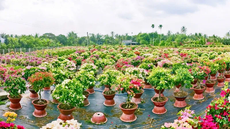 Vùng trồng hoa giấy lớn nhất của tỉnh Vĩnh Long