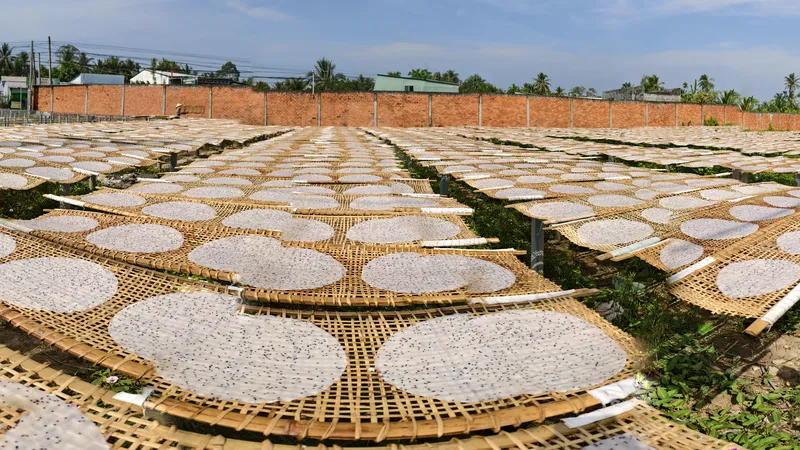 Làng nghề bánh tráng Mỹ Lồng tất bật sản xuất phục vụ Tết Bính Ngọ 2026. Ảnh: TÍN HUY