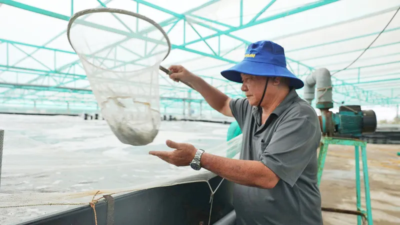 Phát triển nghề biển bền vững: Nuôi trồng thủy sản theo hướng sạch, an toàn