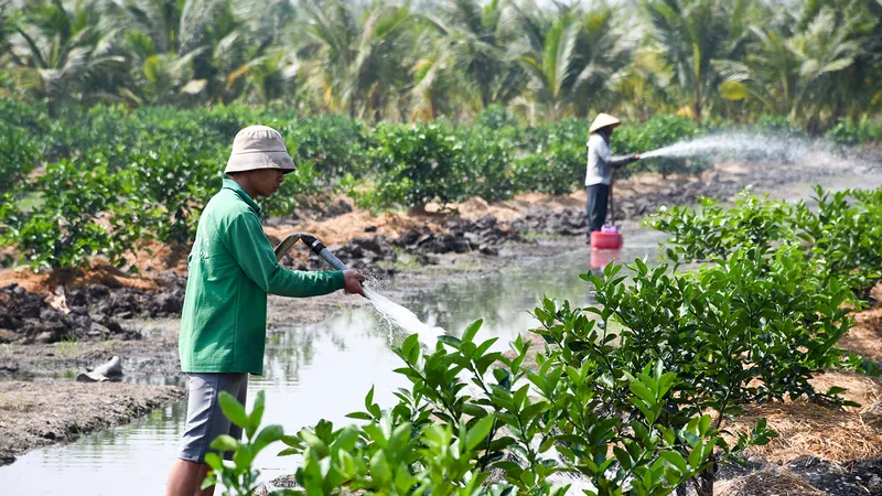 Giá trái cây dịp tết: Cam rớt giá, chanh, sầu riêng lên ngôi