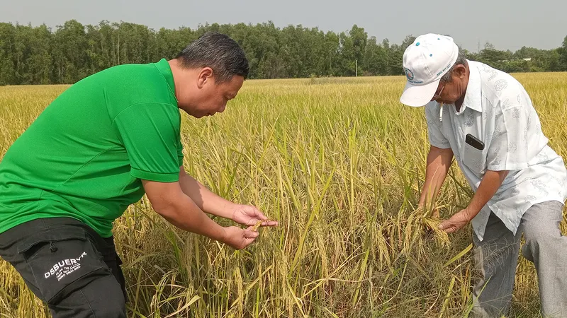 Nông dân TPHCM làm giàu từ lúa ST25