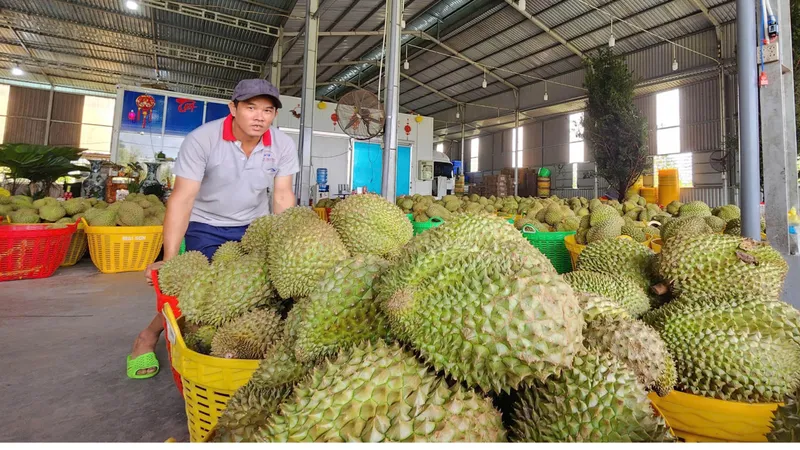 Thận trọng khi giá sầu riêng tăng mạnh