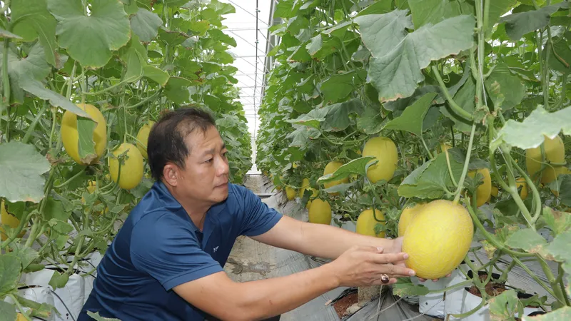 Đổi đời nhờ trồng dưa lưới ứng dụng công nghệ cao