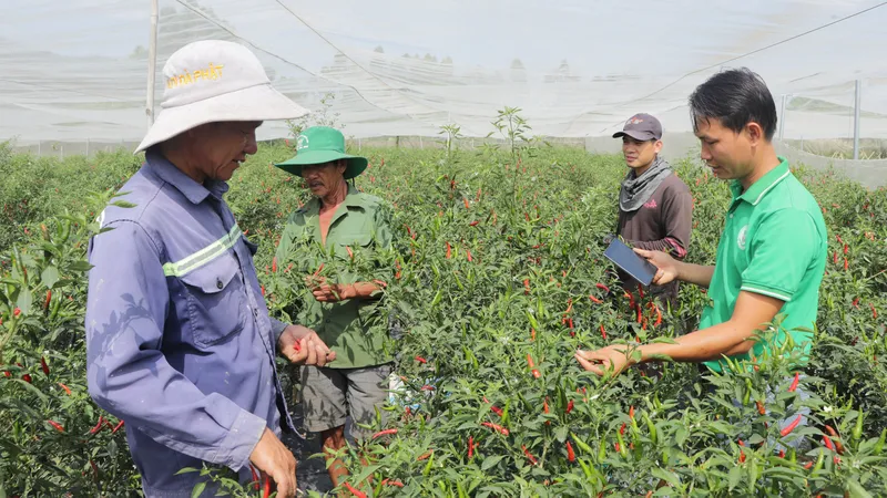 Cây gia vị Châu Pha "đi Tây"