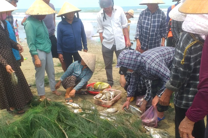 Ngư dân Hà Tĩnh trúng đậm mẻ cá đù gần 100 triệu đồng 