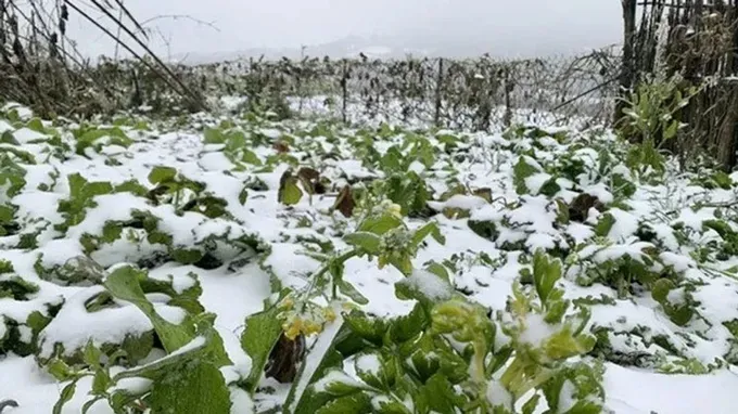 Heavy rains forecast in Central region, Northern region to experience cold