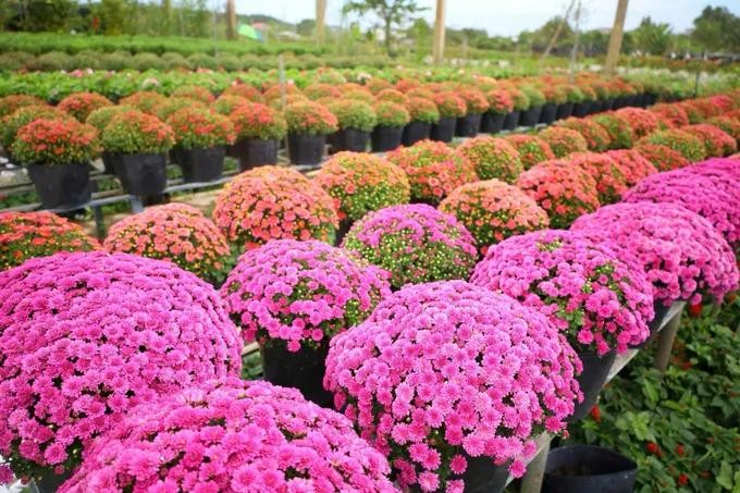 Sa Dec Flower Festival 2025 to bloom this month-end