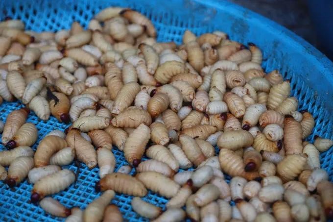 Coconut worm farming brings economic opportunities to mountainous areas of Hue 