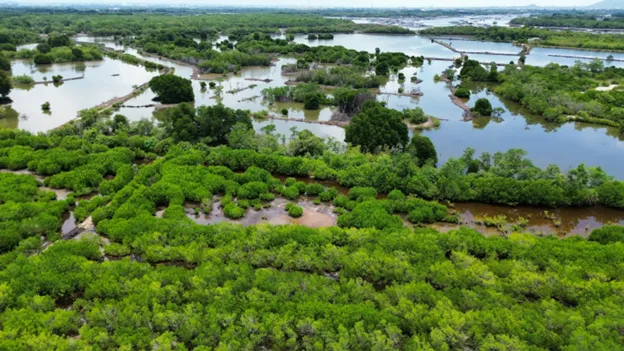Rừng ngập mặn tại khu vực Bà Rịa - Vũng Tàu đang dần thu hẹp diện tích do phát triển kinh tế