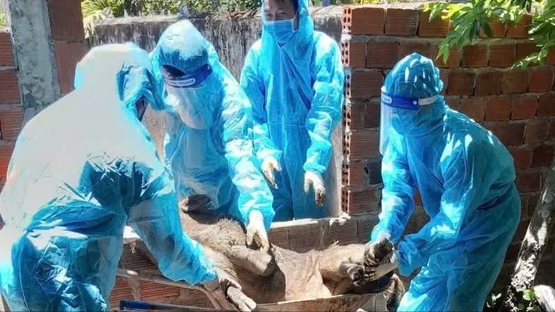 Dịch tả heo châu Phi ở Quảng Ngãi đang dần được kiểm soát